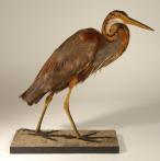 Héron pourpré (Ardea purpurea)